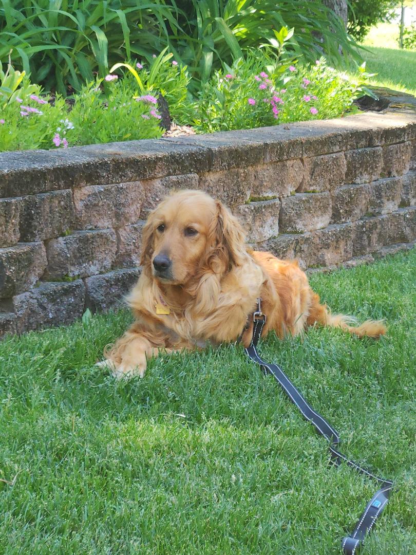 Enlarge Lyla, a Adoptable Golden Retriever in Mchenry, IL image 3/5