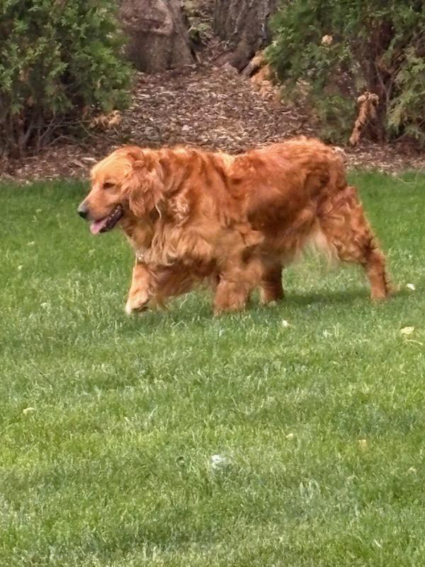 Enlarge Lyla, a Adoptable Golden Retriever in Mchenry, IL image 5/5
