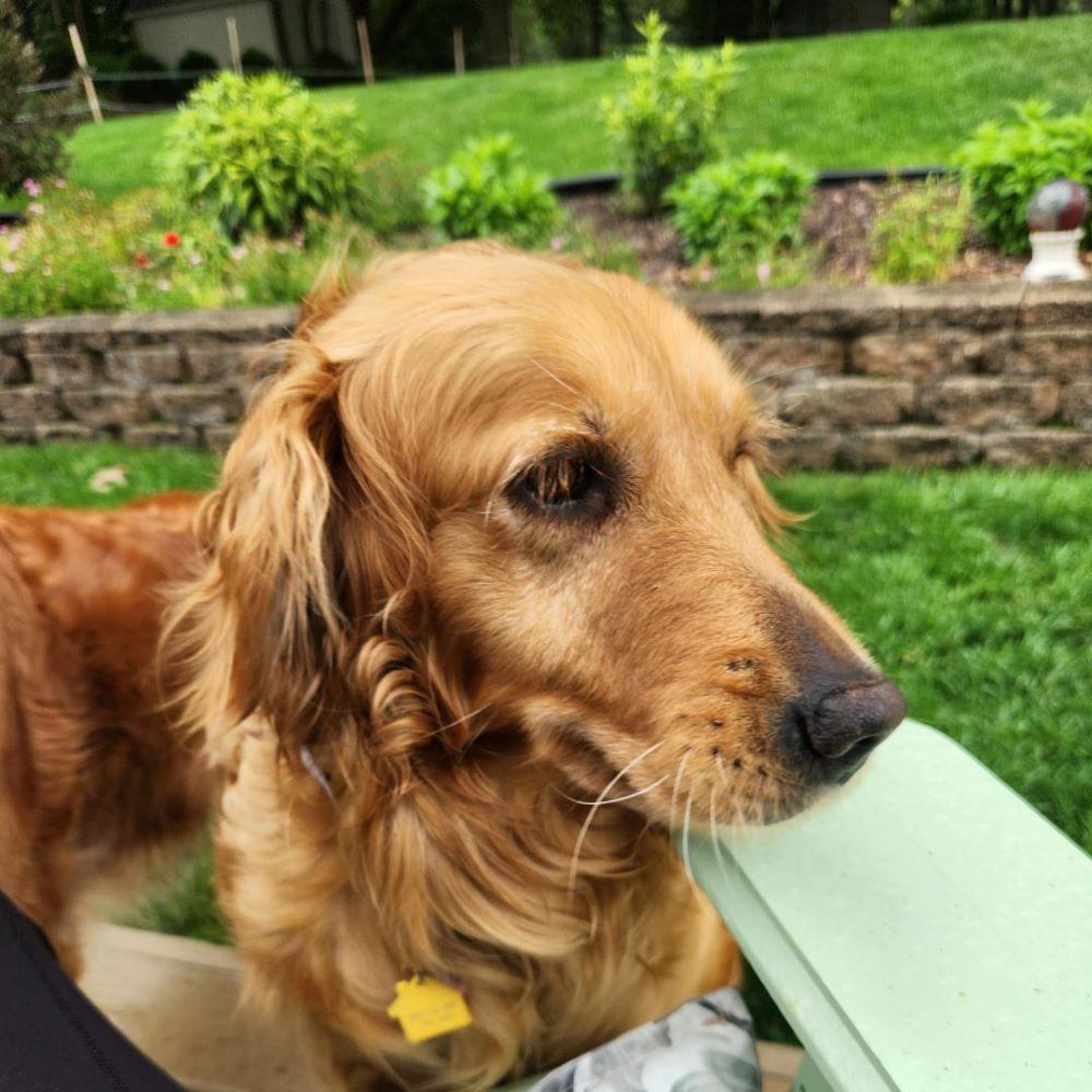 Enlarge Lyla, a Adoptable Golden Retriever in Mchenry, IL image 2/5