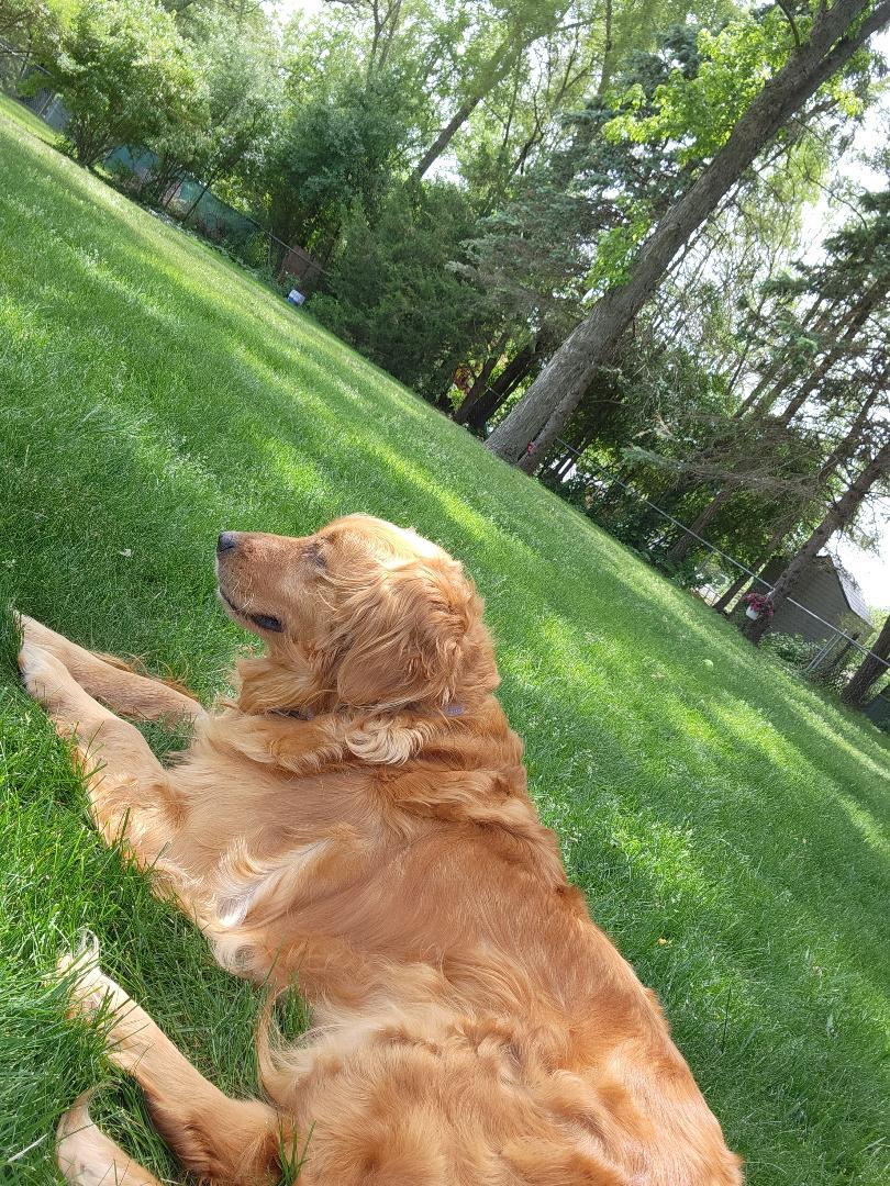 Enlarge Lyla, a Adoptable Golden Retriever in Mchenry, IL image 4/5