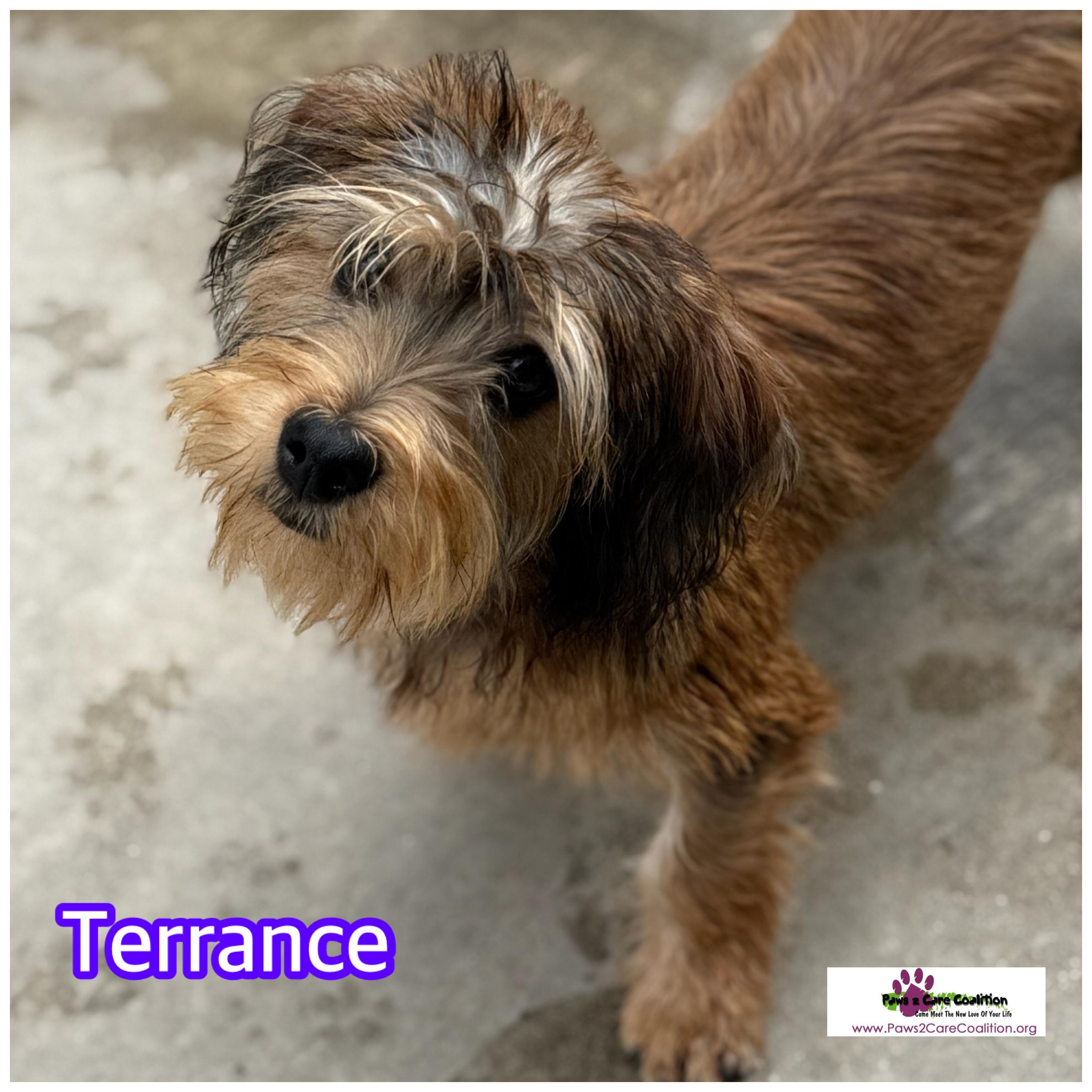 Terrance thumbnail 1