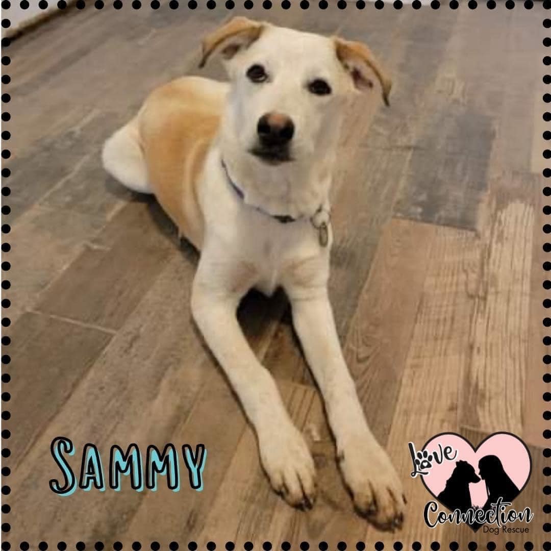 Enlarge Sammy, a Adoptable Shepherd in Gilbert, AZ image 2/5