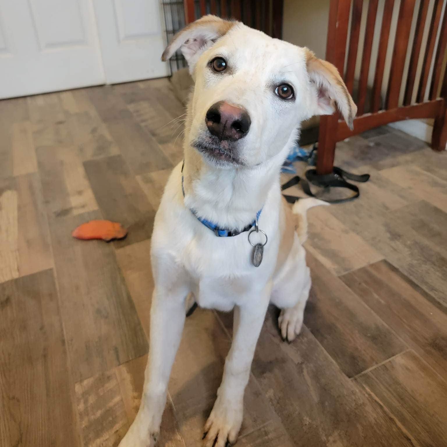 Enlarge Sammy, a Adoptable Shepherd in Gilbert, AZ image 3/5
