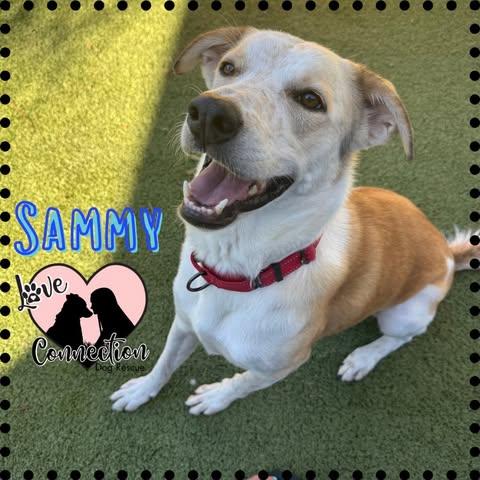 Sammy, Adoptable, Young Male Shepherd.