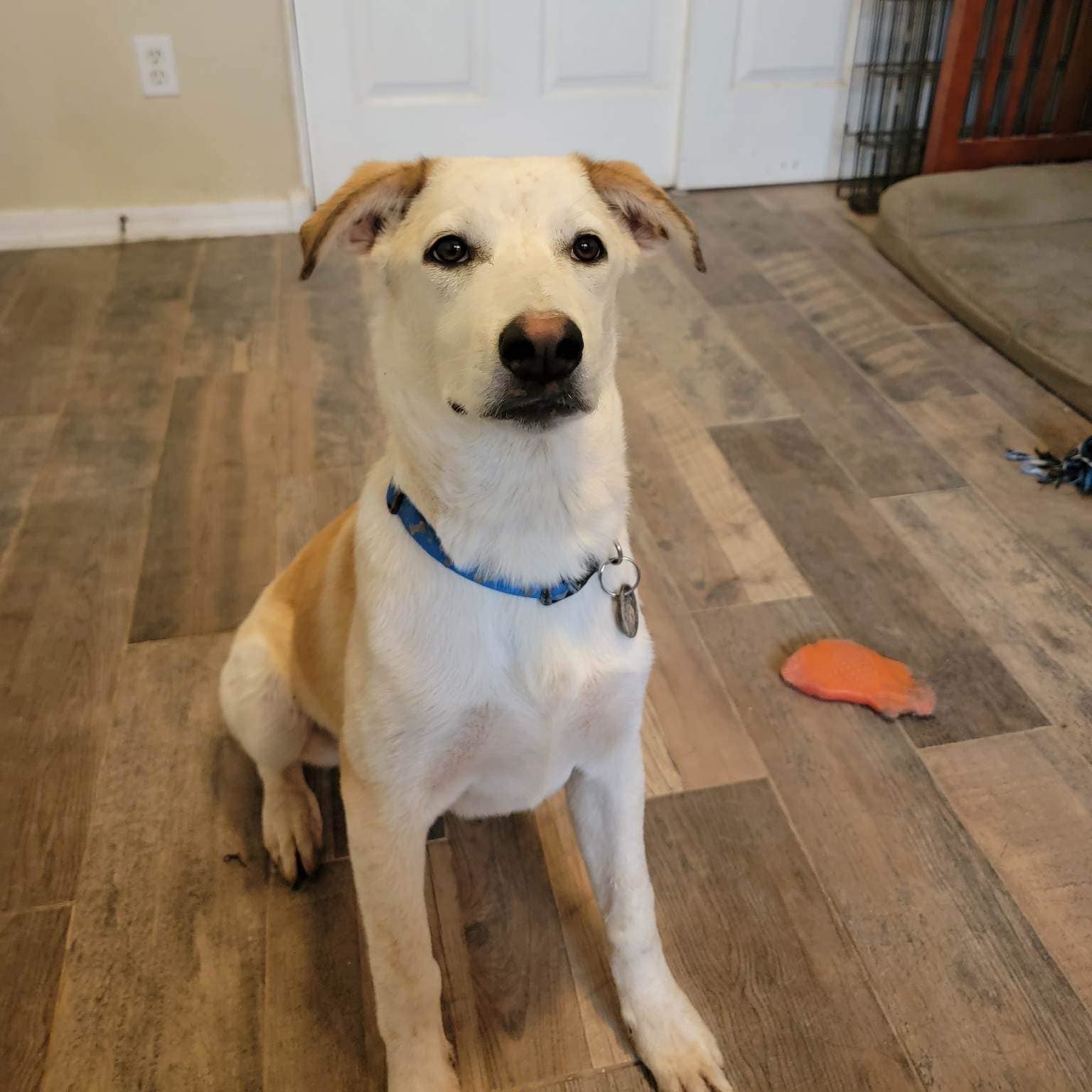 Enlarge Sammy, a Adoptable Shepherd in Gilbert, AZ image 4/5