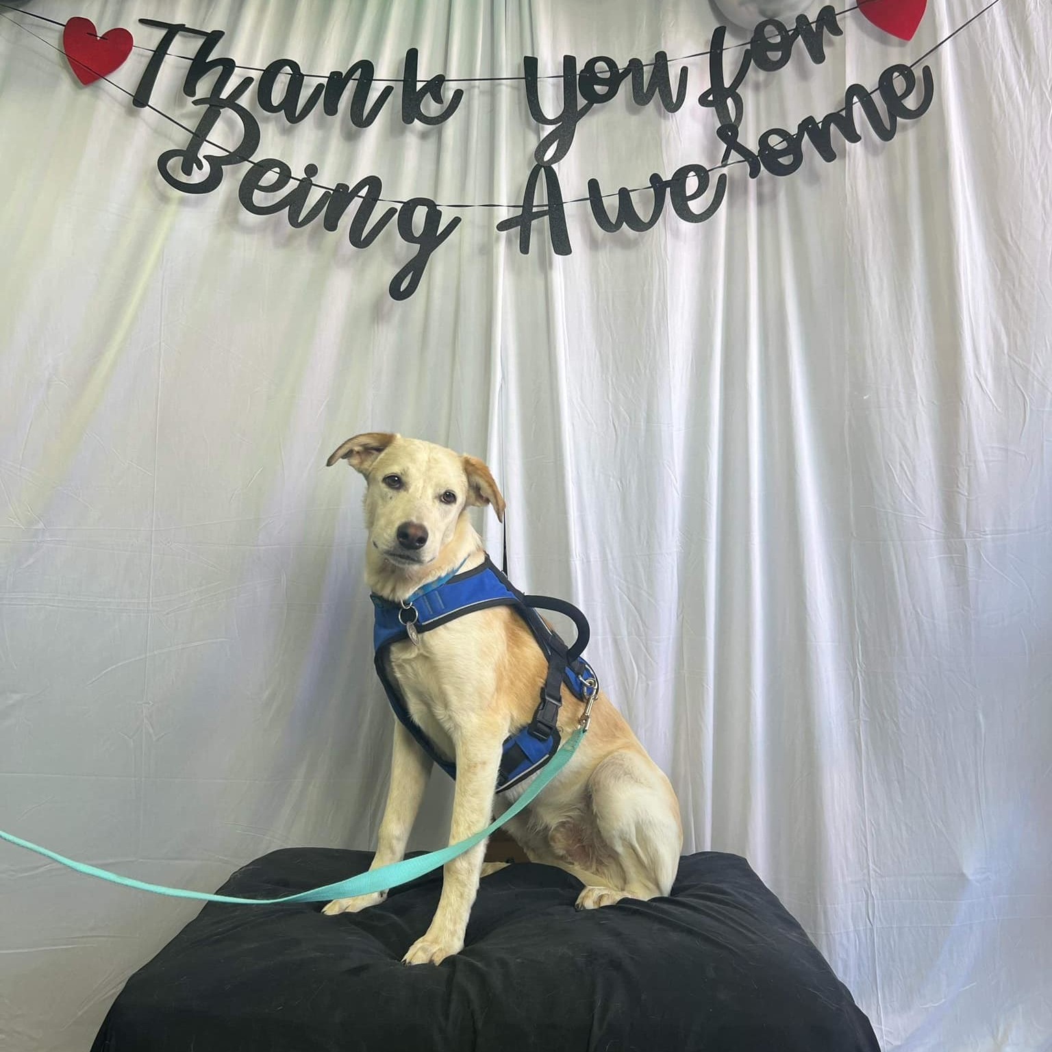 Enlarge Sammy, a Adoptable Shepherd in Gilbert, AZ image 5/5