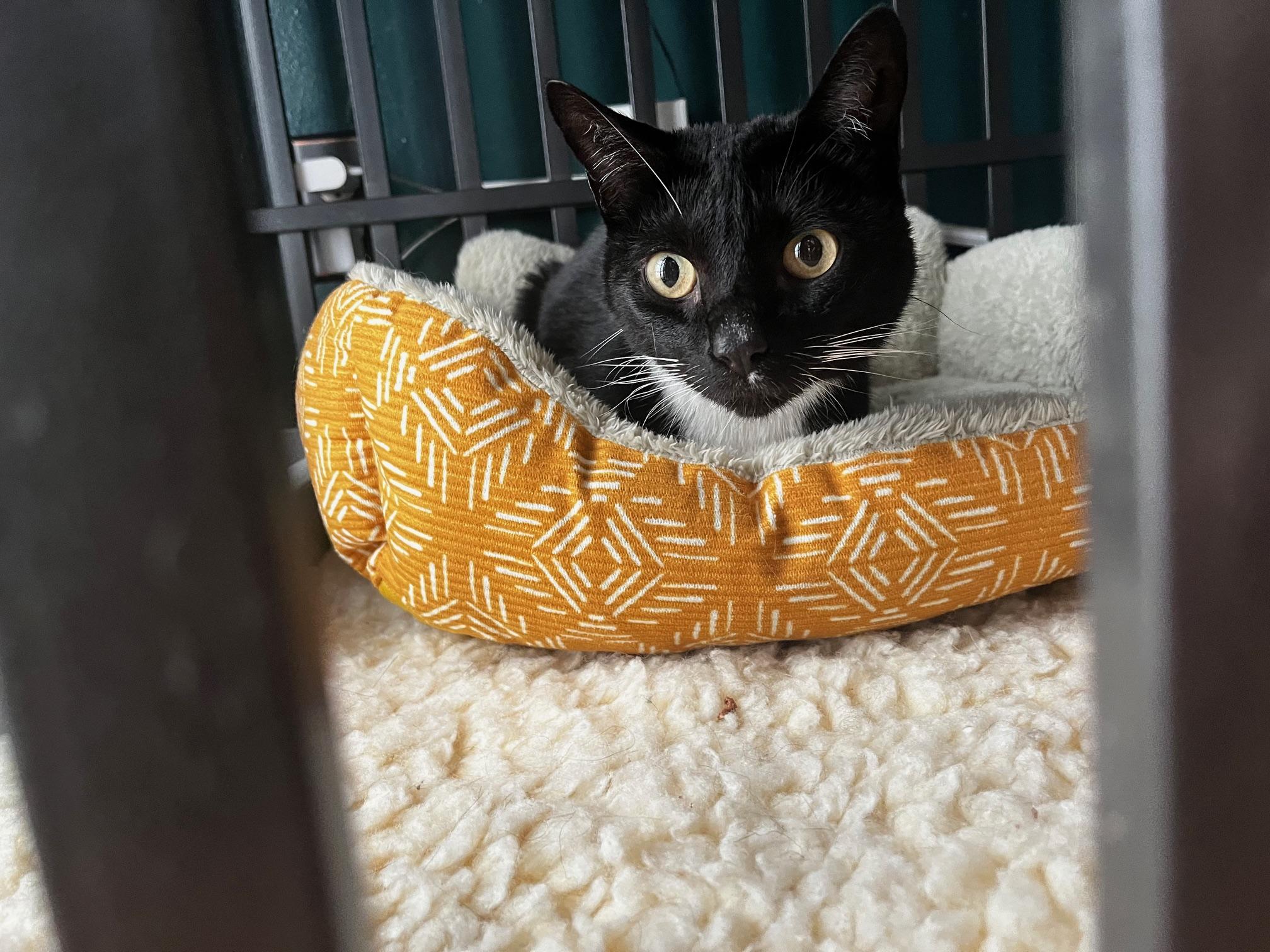 Enlarge Yenta, a Adopted Domestic Short Hair in Gaylordsville, CT image 3/4