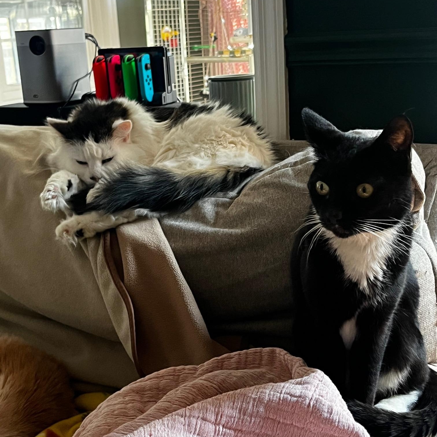 Enlarge Yenta, a Adopted Domestic Short Hair in Gaylordsville, CT image 4/4