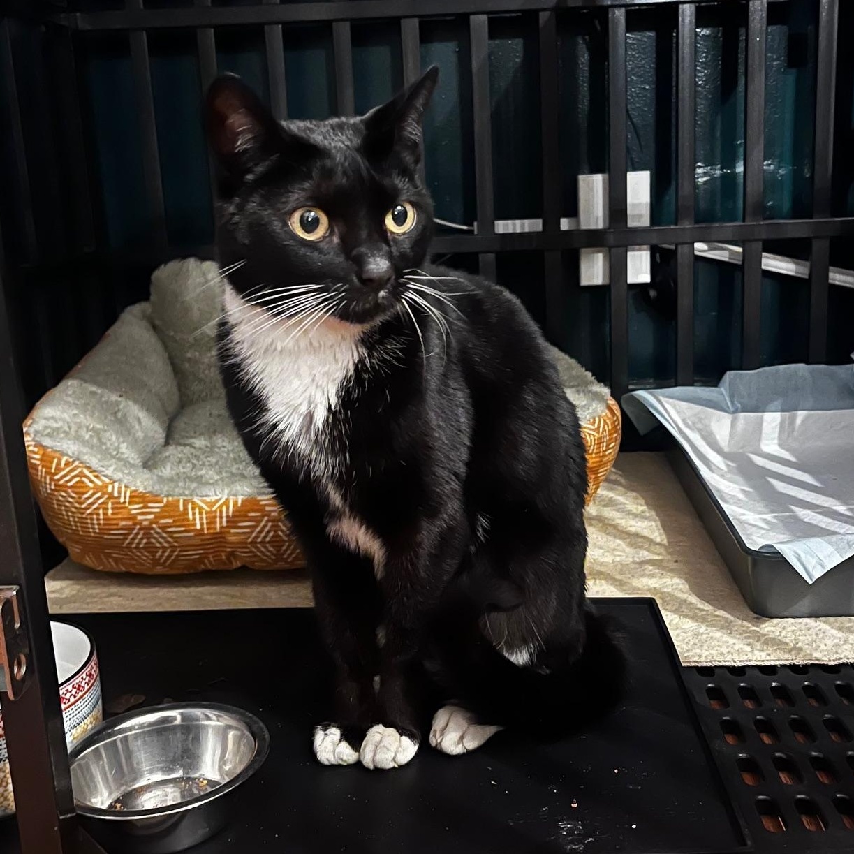 Enlarge Yenta, a Adopted Domestic Short Hair in Gaylordsville, CT image 1/4