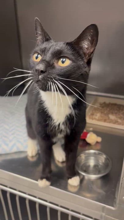Enlarge Yenta, a Adopted Domestic Short Hair in Gaylordsville, CT video 2/4