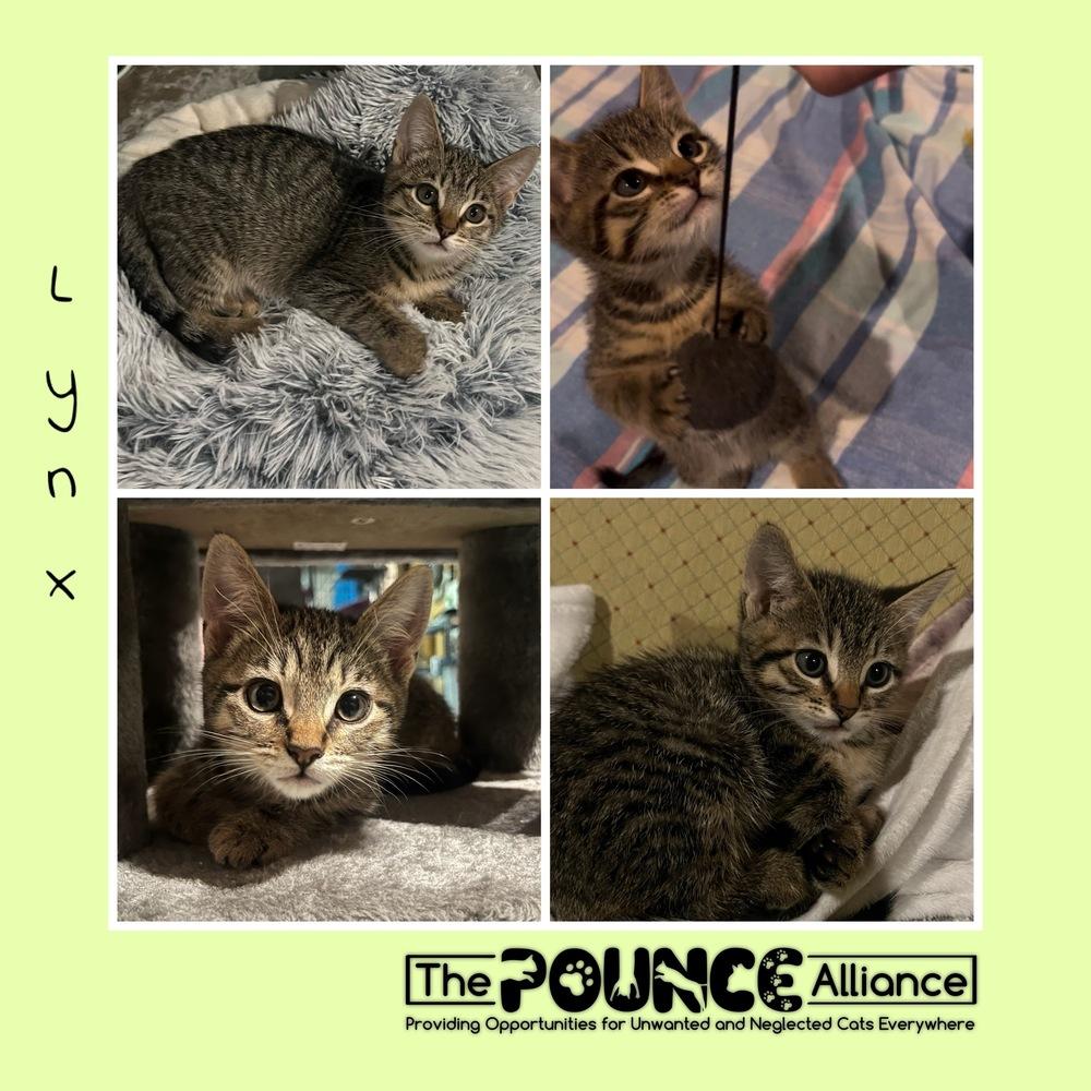 Lynx, Adoptable, Kitten Female Domestic Short Hair.