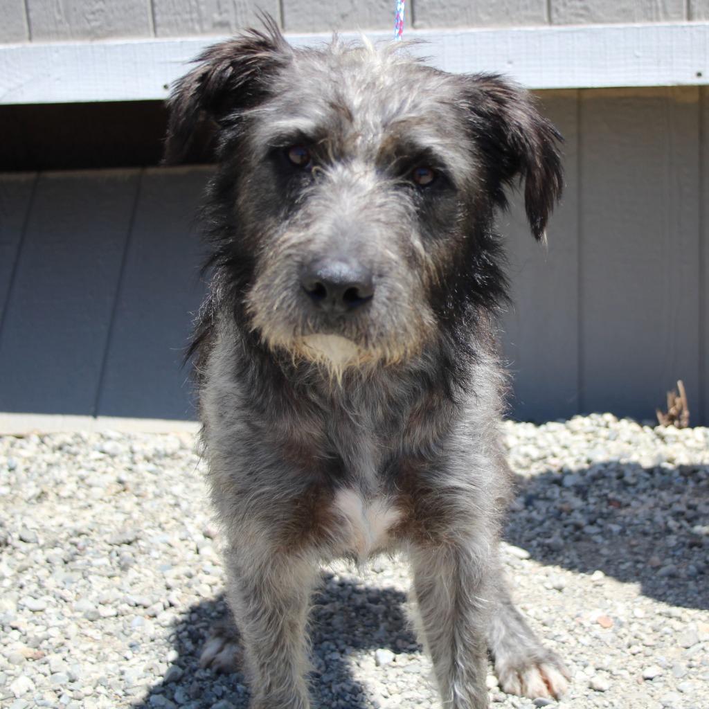 Neville, Adoptable, Young Male Terrier & Mixed Breed.