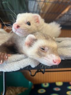 Enlarge Chubbs, an adopted Ferret in Madison, WI image 2/2