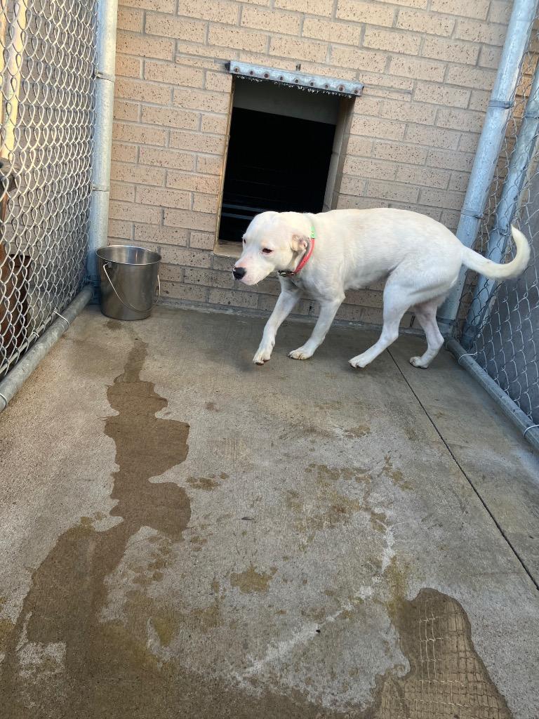 Ethel, Adoptable, Adult Female Mixed Breed.