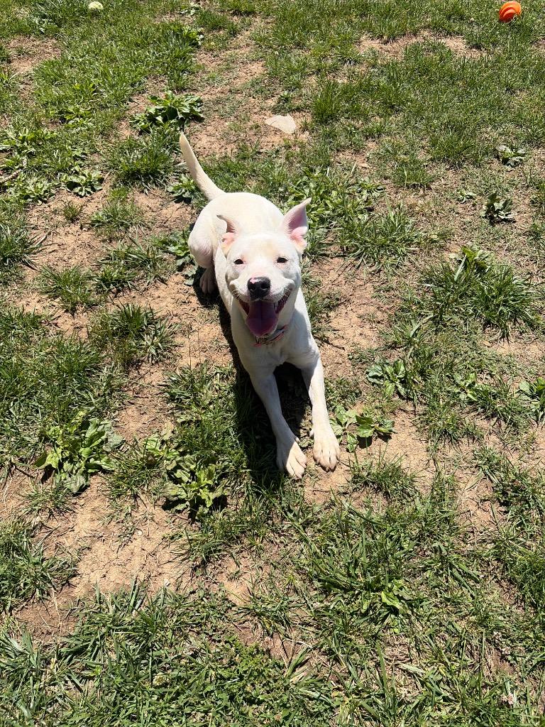 Ethel, a Adoptable mixed breed in Gallatin, TN image 2/3