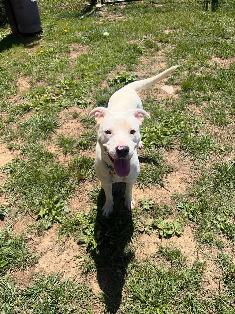 Ethel, a Adoptable mixed breed in Gallatin, TN image 3/3