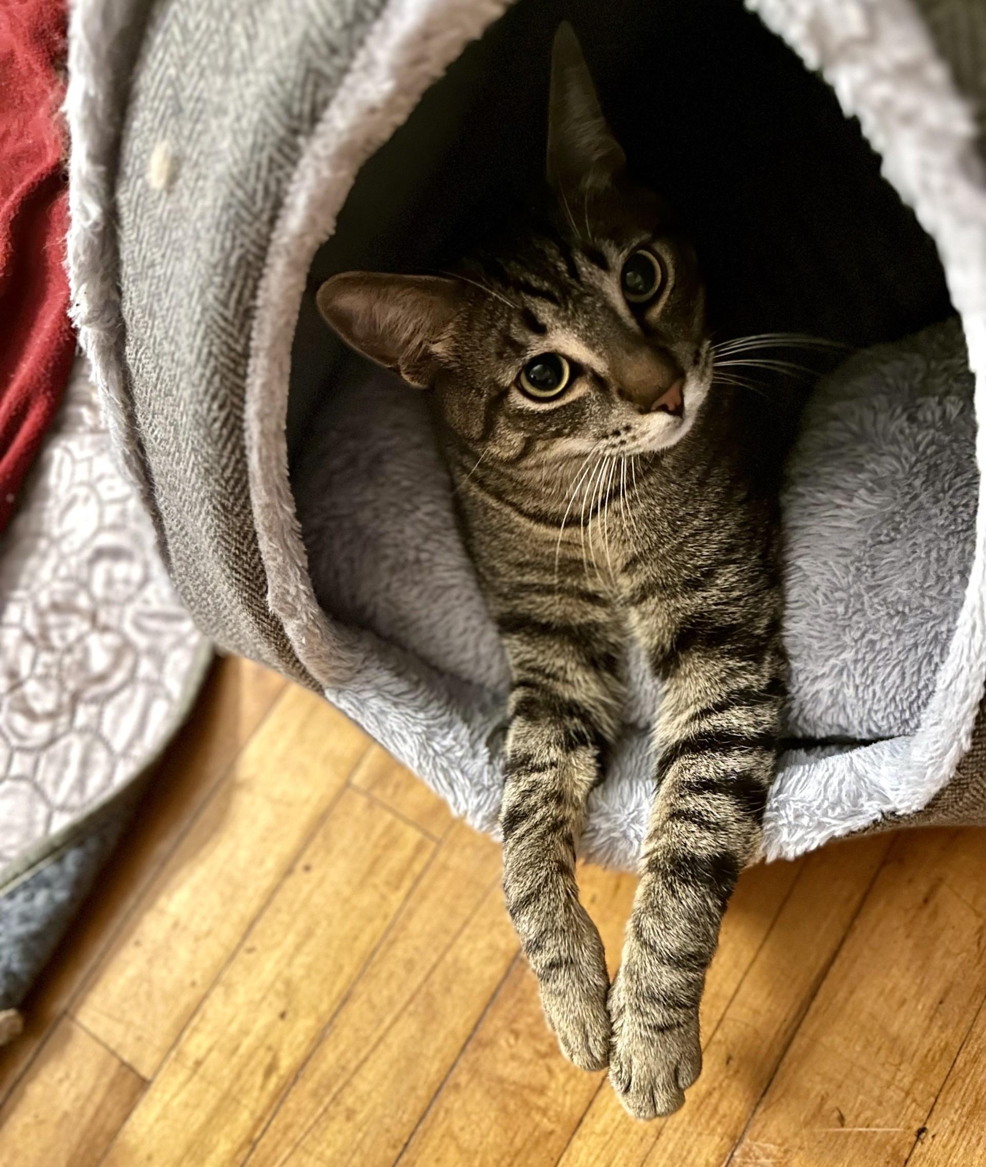 Meowlody (with Claudio), ADOPTABLE, Adult Male Domestic Short Hair.