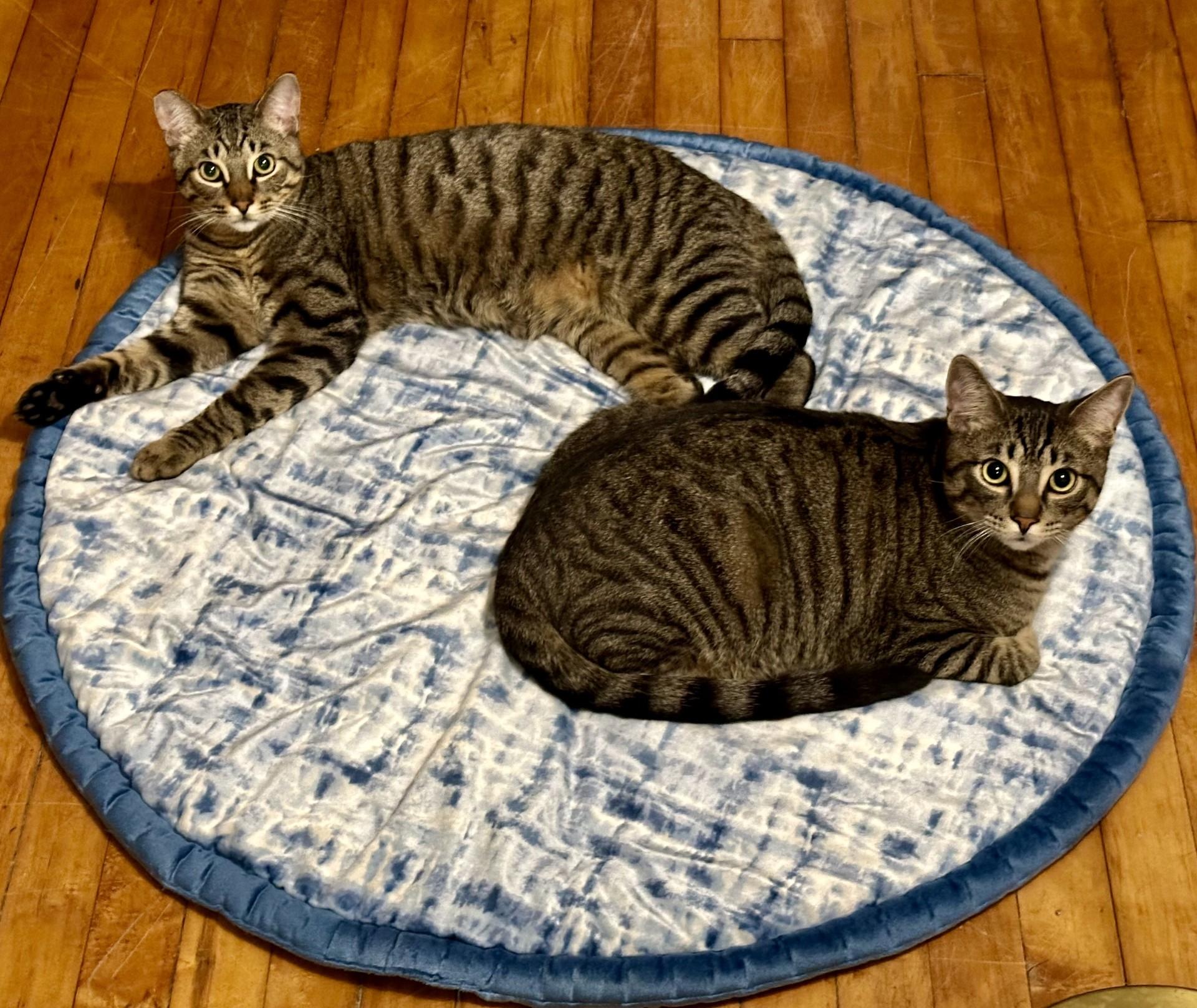 Enlarge Meowlody (with Claudio), a ADOPTABLE Domestic Short Hair in Silverton, OR image 6/6