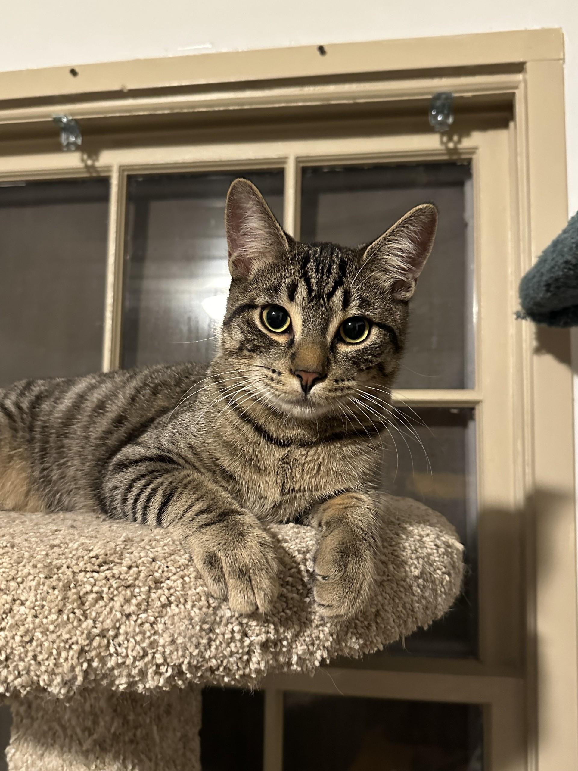Enlarge Meowlody (with Claudio), a ADOPTABLE Domestic Short Hair in Silverton, OR image 5/6