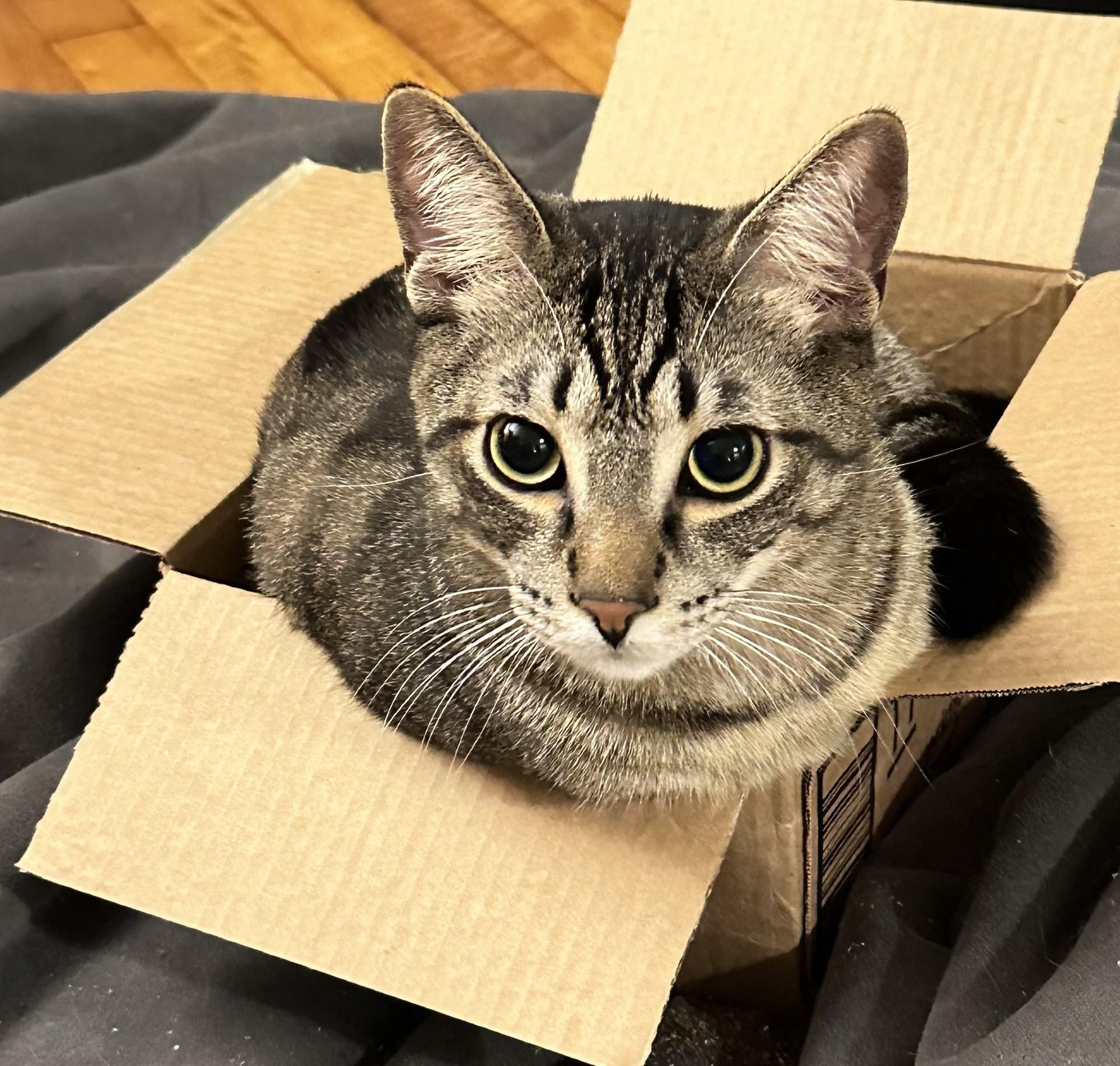 Enlarge Meowlody (with Claudio), a ADOPTABLE Domestic Short Hair in Silverton, OR image 4/6