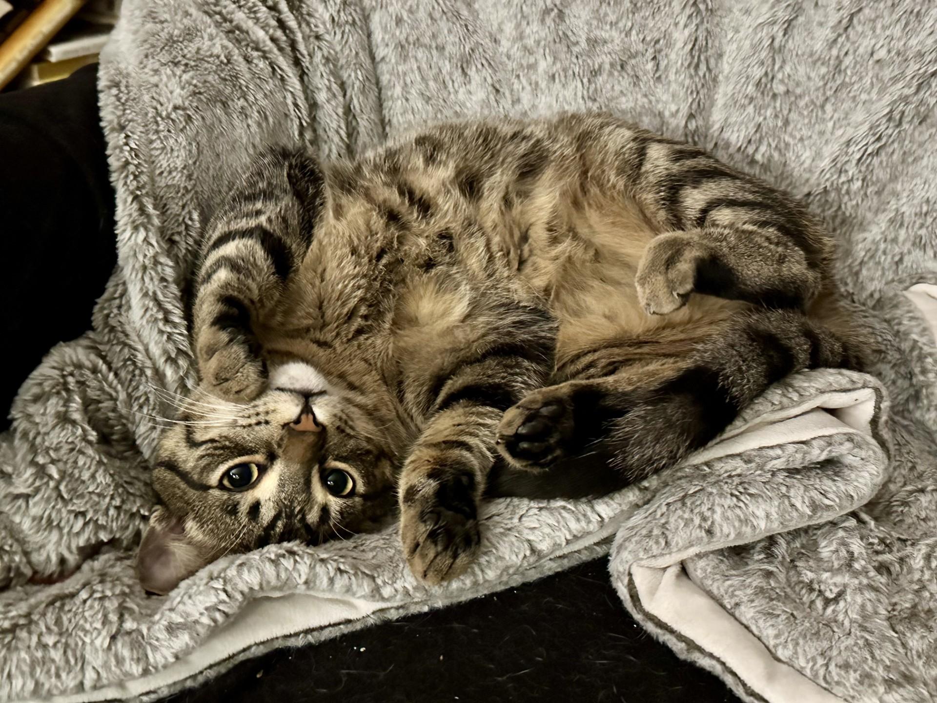 Enlarge Meowlody (with Claudio), a ADOPTABLE Domestic Short Hair in Silverton, OR image 2/6
