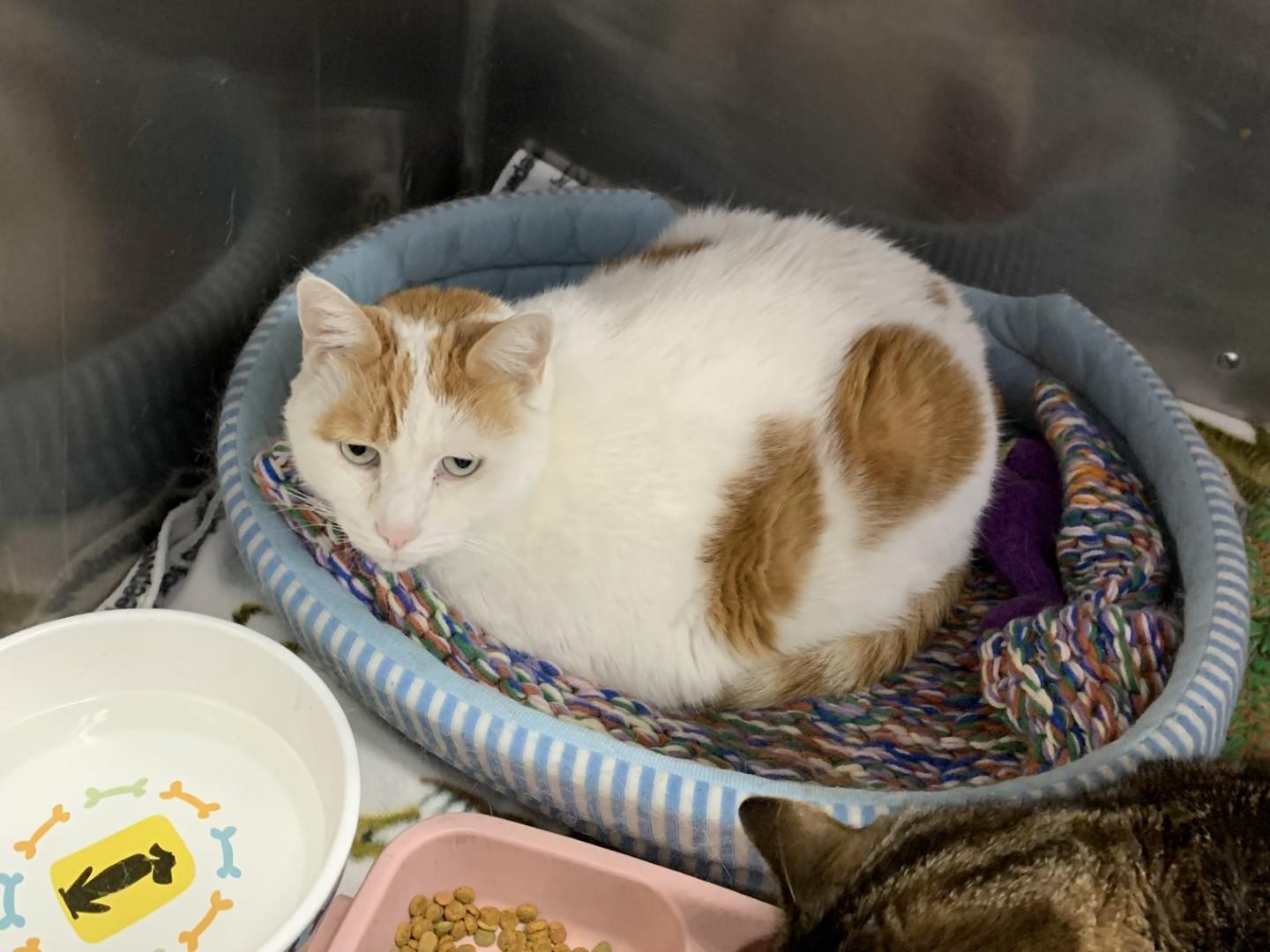 Ernie (Bonded with PD), Adoptable, Senior Male Domestic Short Hair.