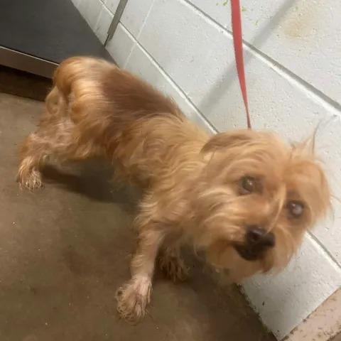 Enlarge Chucky, a Adoptable Terrier in Beaumont, TX image 1/3