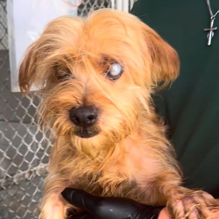 Enlarge Chucky, a Adoptable Terrier in Beaumont, TX image 2/3