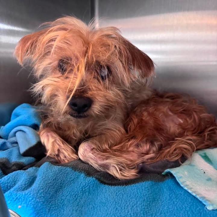 Enlarge Chucky, a Adoptable Terrier in Beaumont, TX image 3/3