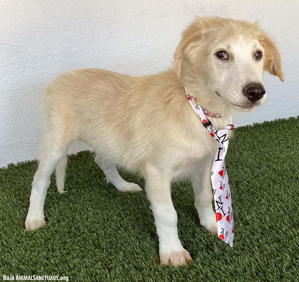 Enlarge Timothy, a Adopted mixed breed in San Diego, CA image 3/4