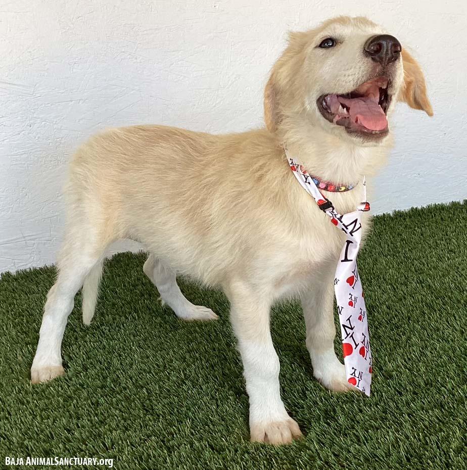 Enlarge Timothy, a Adopted mixed breed in San Diego, CA image 2/4