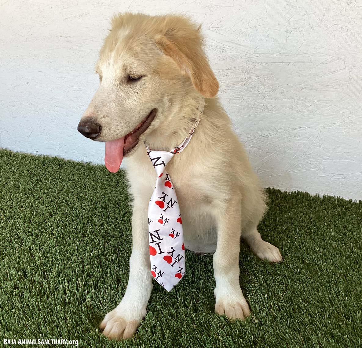 Enlarge Timothy, a Adopted mixed breed in San Diego, CA image 4/4