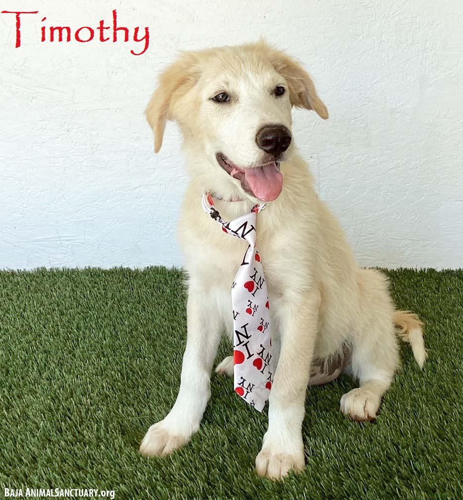 Enlarge Timothy, a Adopted mixed breed in San Diego, CA image 1/4