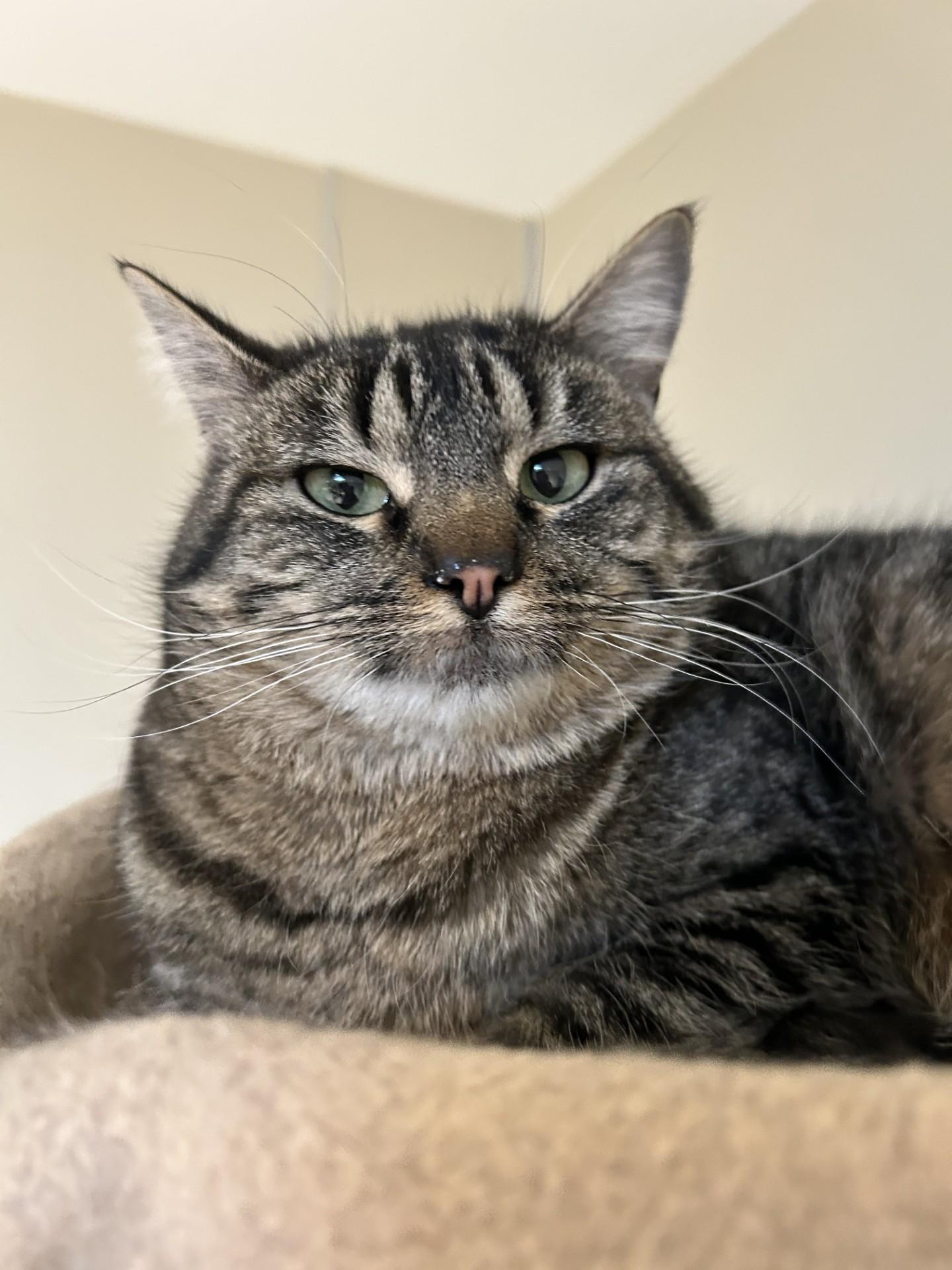 Enlarge Sophie, an adoptable Domestic Short Hair in Hamilton, MT image 1/6