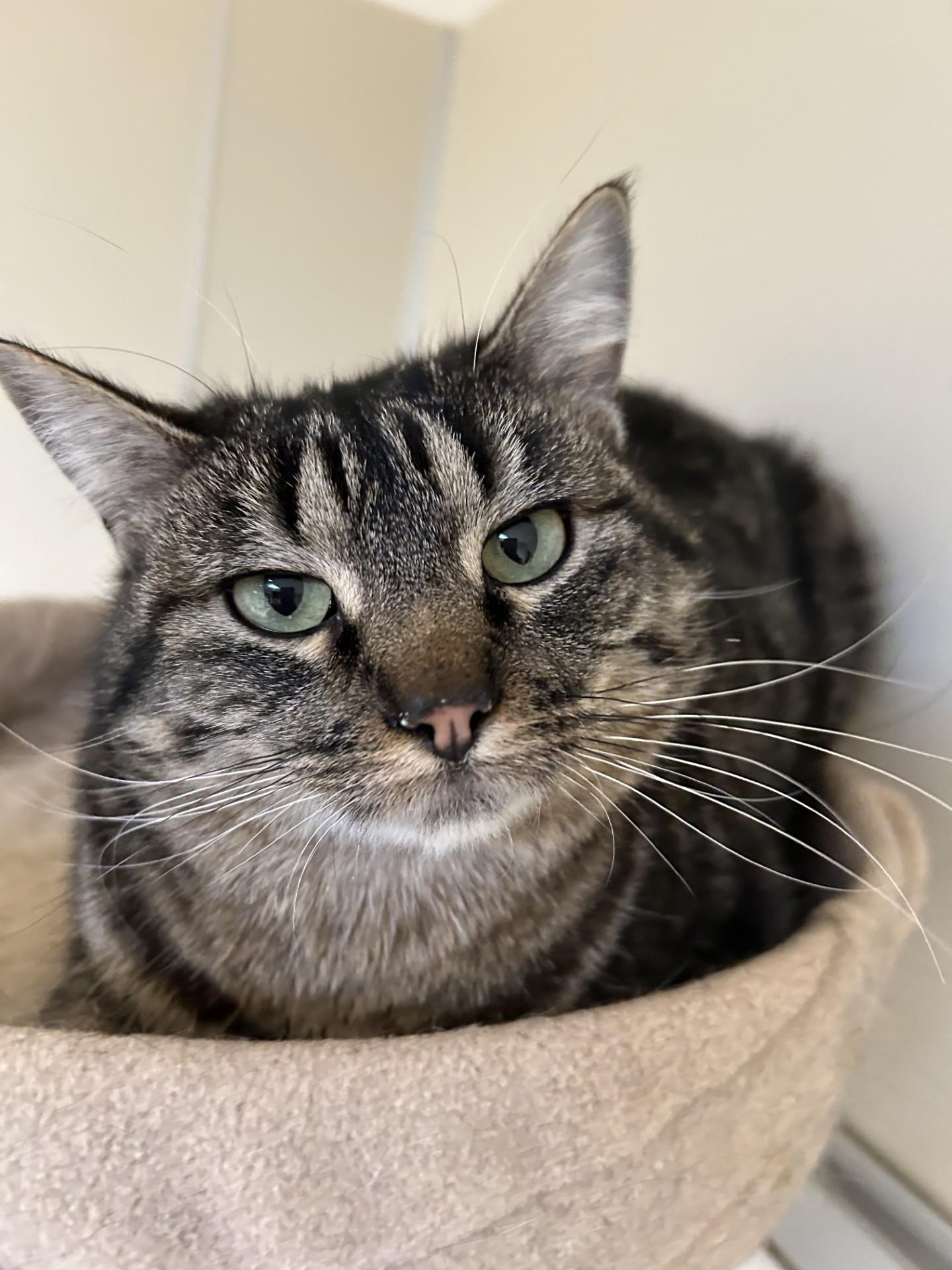 Enlarge Sophie, an adoptable Domestic Short Hair in Hamilton, MT image 3/6