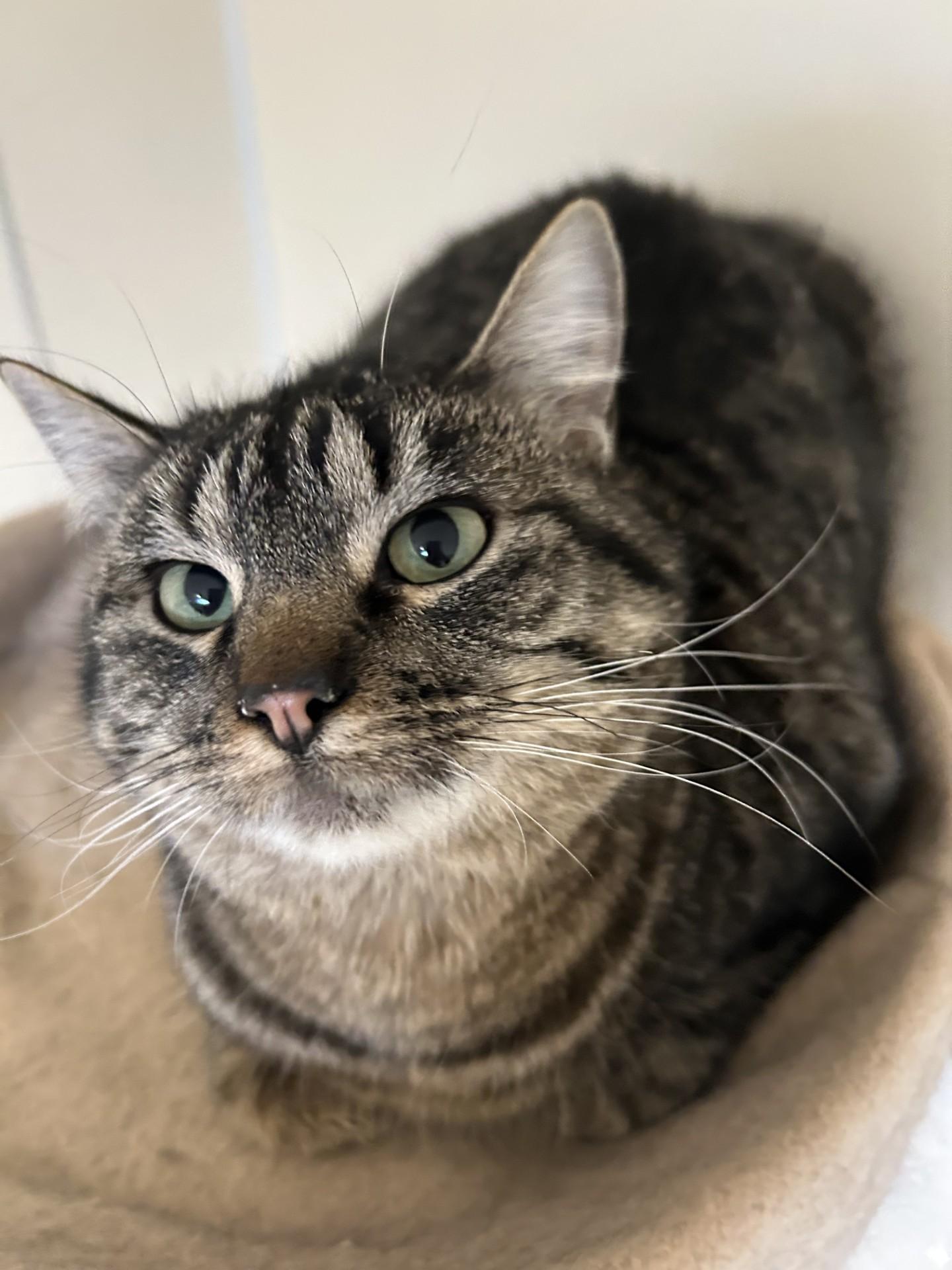 Enlarge Sophie, an adoptable Domestic Short Hair in Hamilton, MT image 5/6