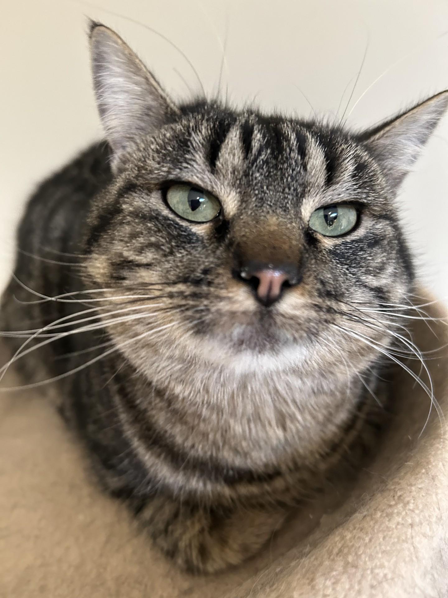 Enlarge Sophie, an adoptable Domestic Short Hair in Hamilton, MT image 6/6