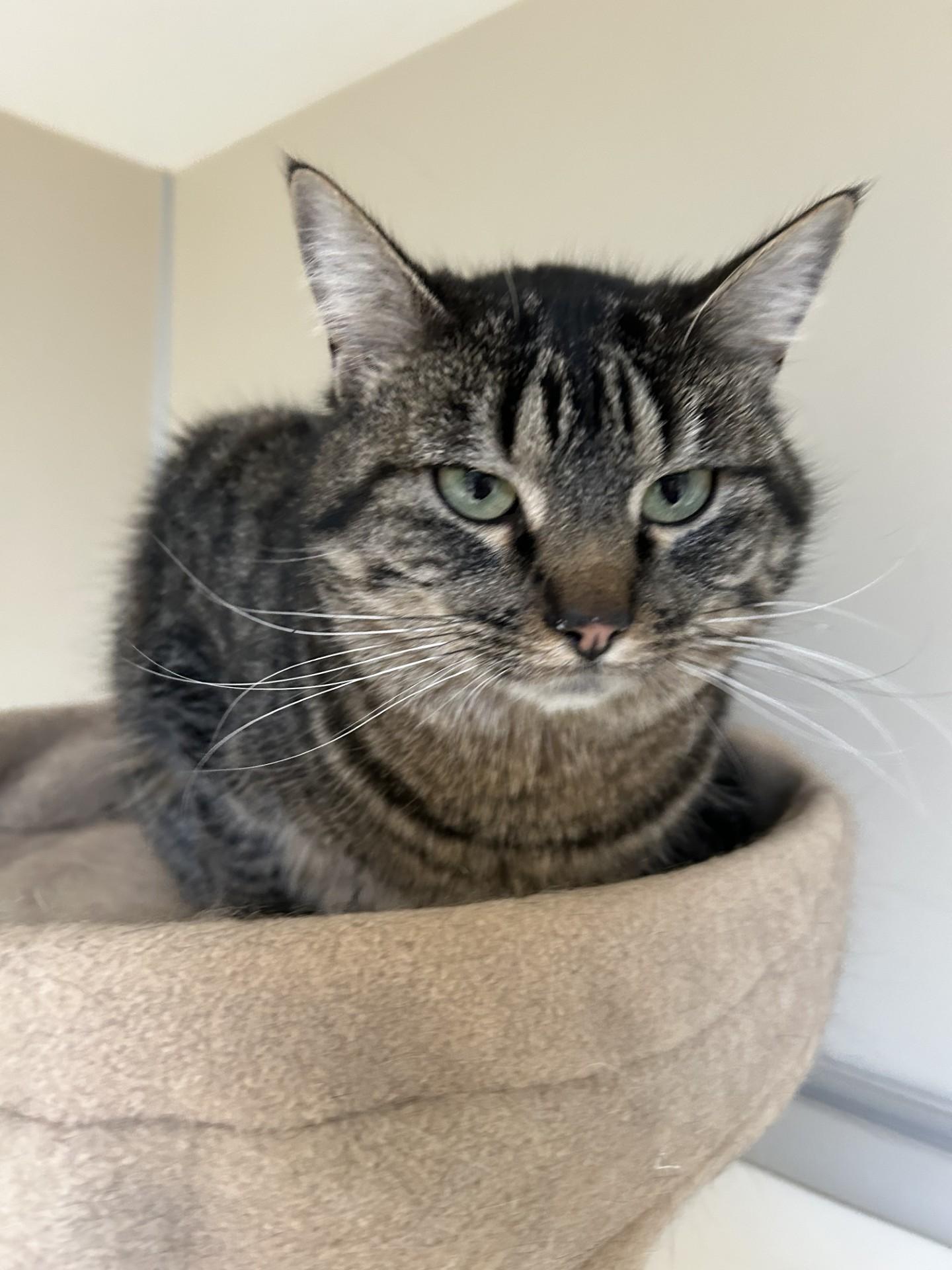 Enlarge Sophie, an adoptable Domestic Short Hair in Hamilton, MT image 4/6