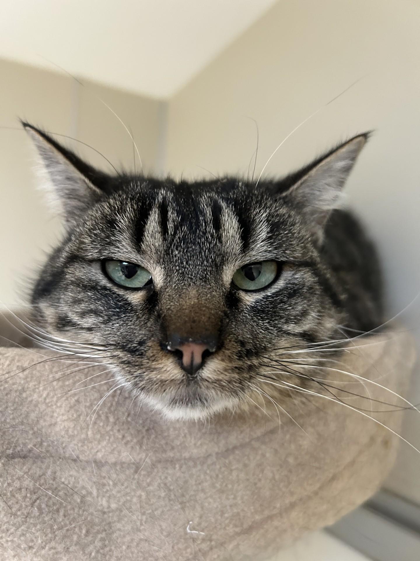 Enlarge Sophie, an adoptable Domestic Short Hair in Hamilton, MT image 2/6