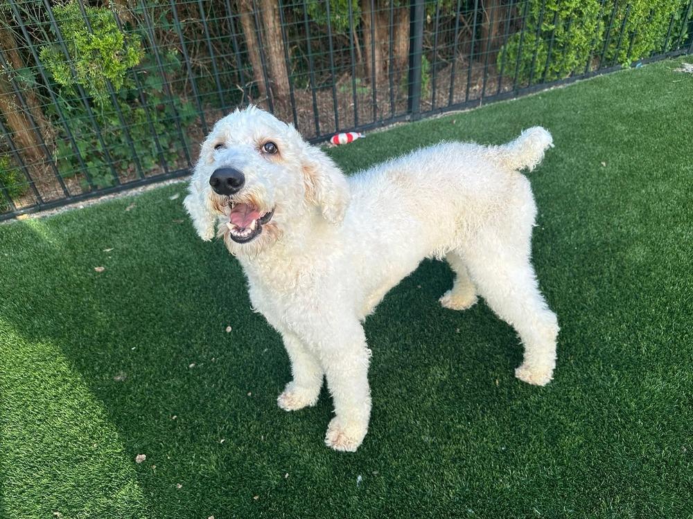 Starla, Adoptable, Young Female Labradoodle.
