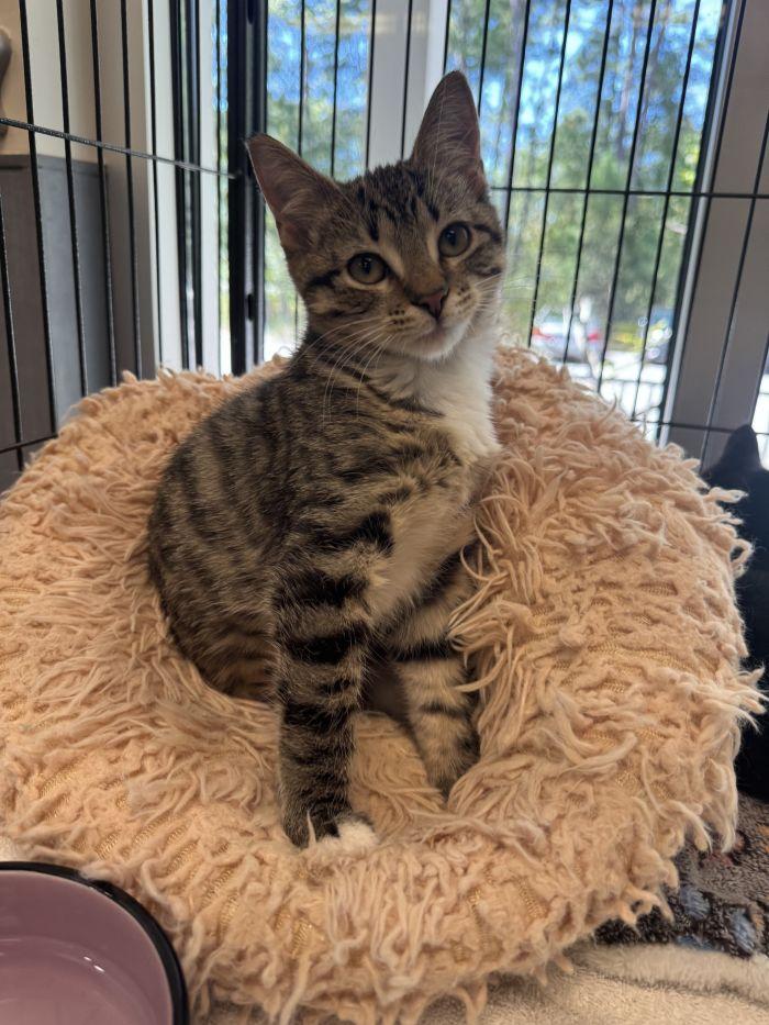 Swan, Adoptable, Young Female Domestic Short Hair.