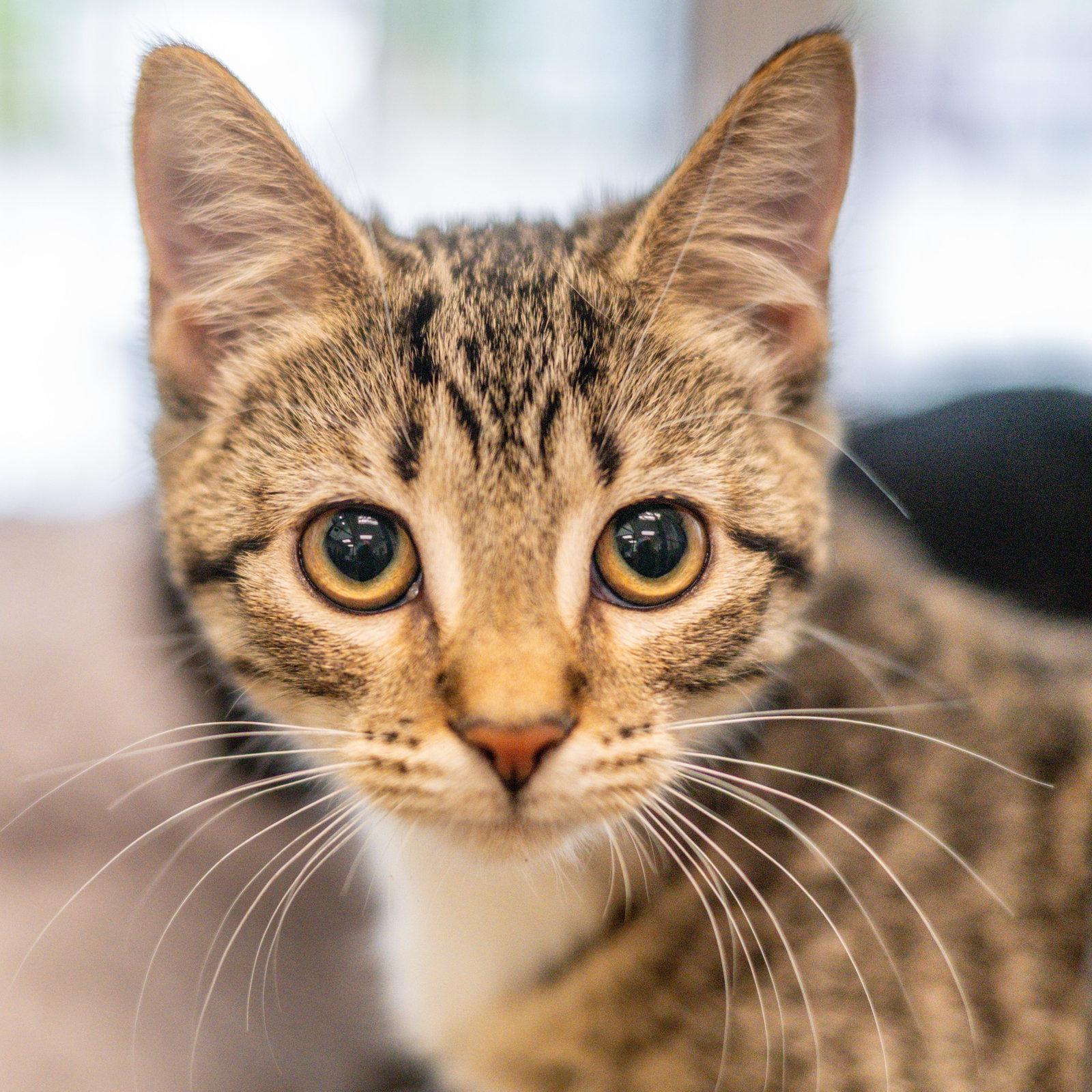 Enlarge Swan, a Adoptable Domestic Short Hair in Hilton Head Island, SC image 2/2