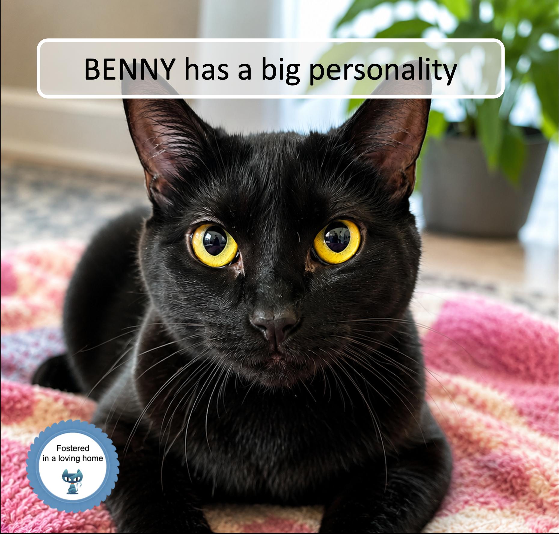 Benny, ADOPTABLE, Kitten Male Domestic Short Hair.