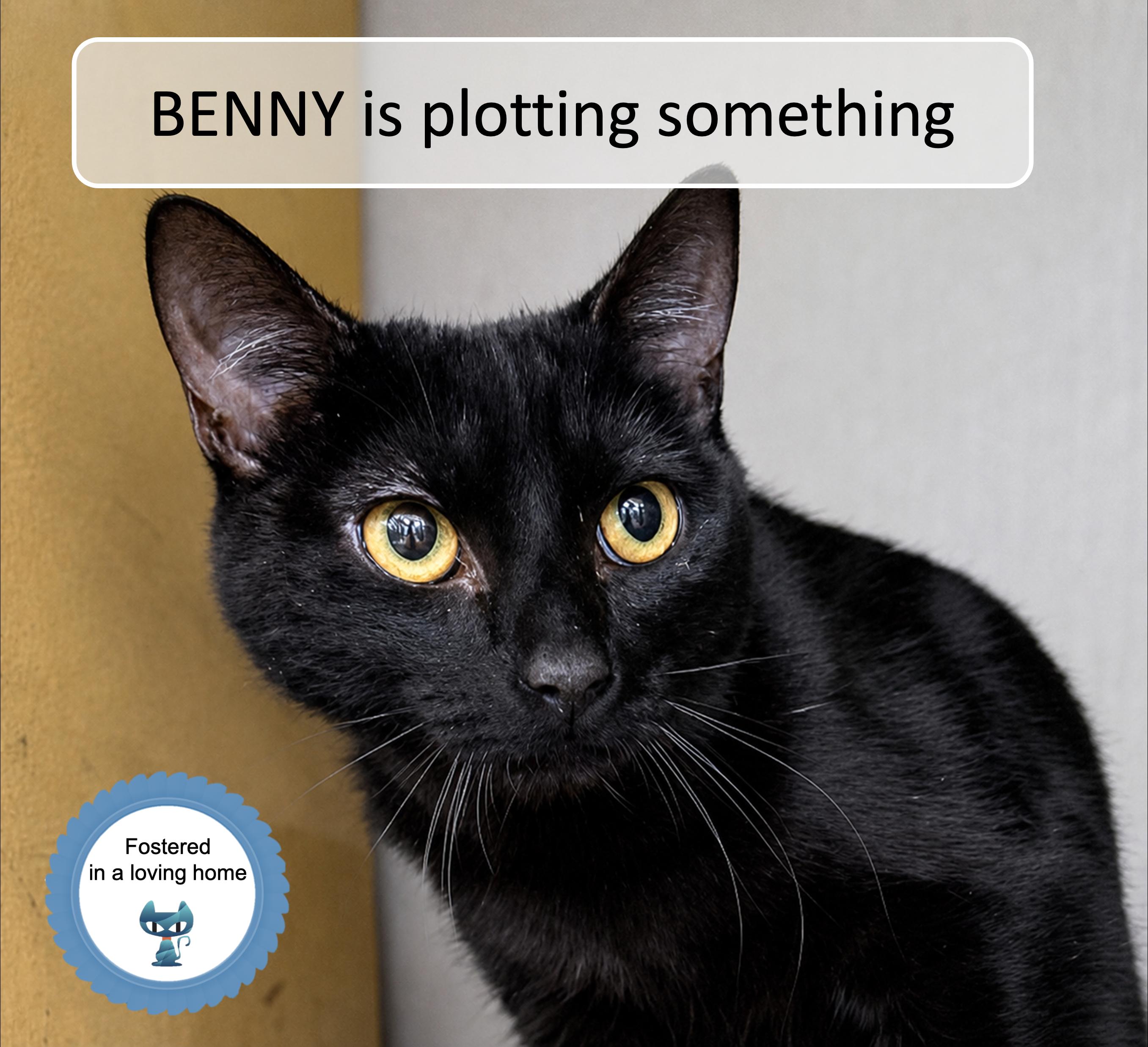 Benny, ADOPTABLE, Kitten Male Domestic Short Hair.