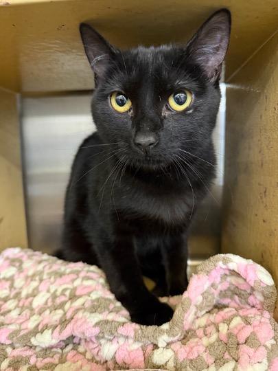 Enlarge Benny, a ADOPTABLE Domestic Short Hair in Cincinnati, OH image 2/2