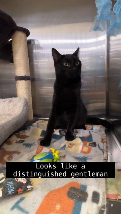 Enlarge Benny, a ADOPTABLE Domestic Short Hair in Cincinnati, OH video 4/4