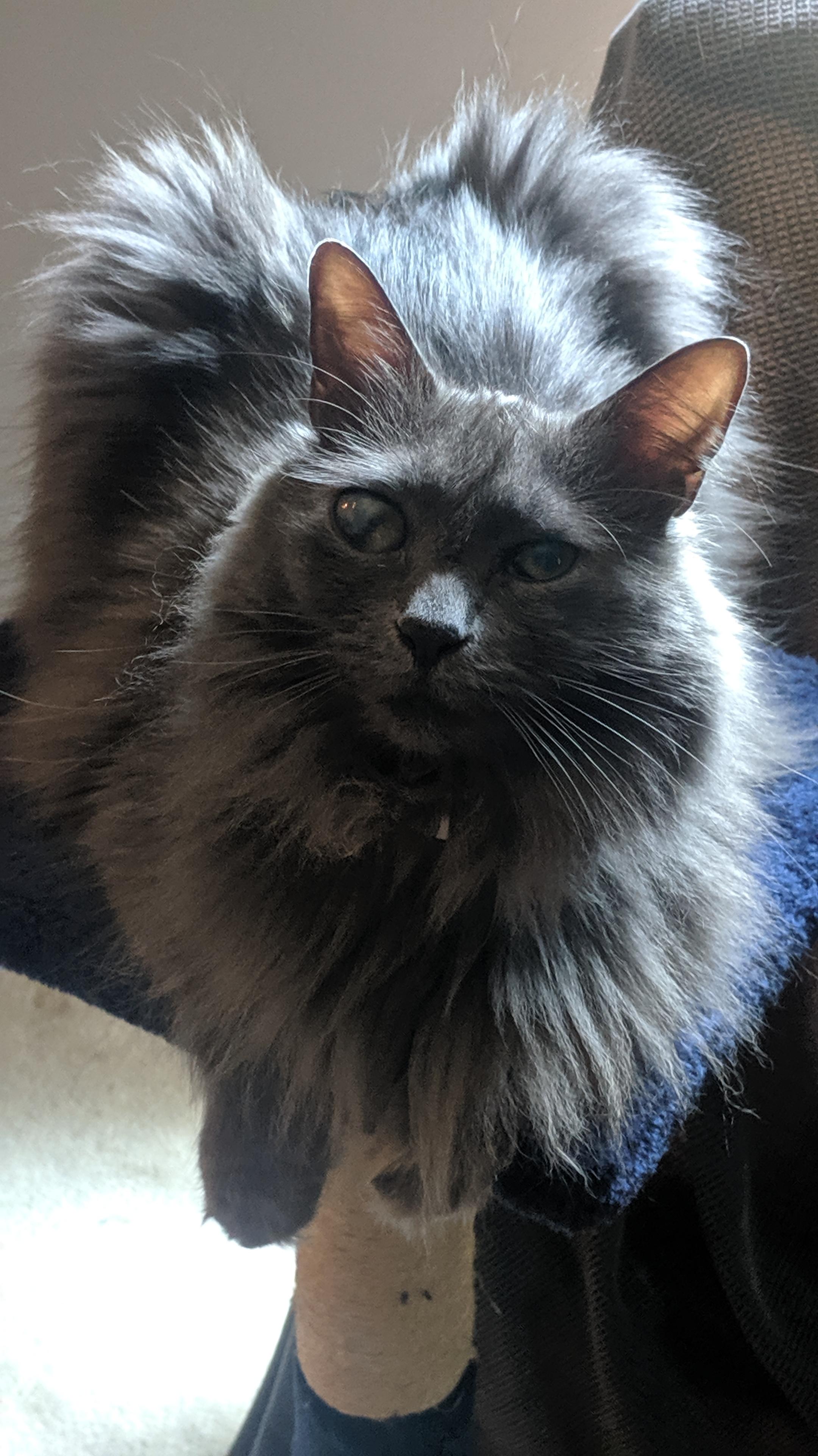 Fetty Wop - COURTESY POST, Adoptable, Senior Male Maine Coon.