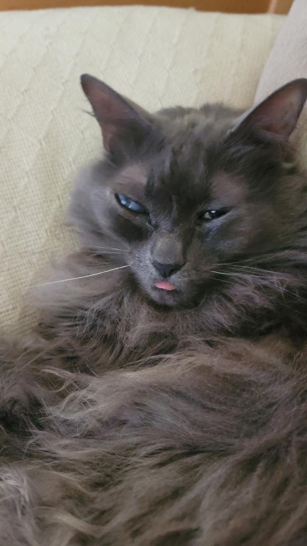 Enlarge Fetty Wop - COURTESY POST, a Adoptable mixed breed in Clawson, MI image 2/3