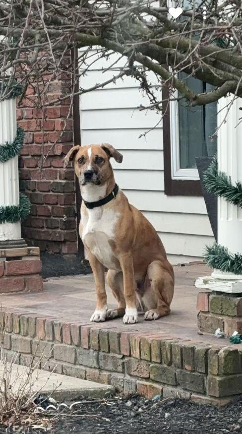Ernie, Adopted, Young Male Catahoula Leopard Dog & Cattle Dog.