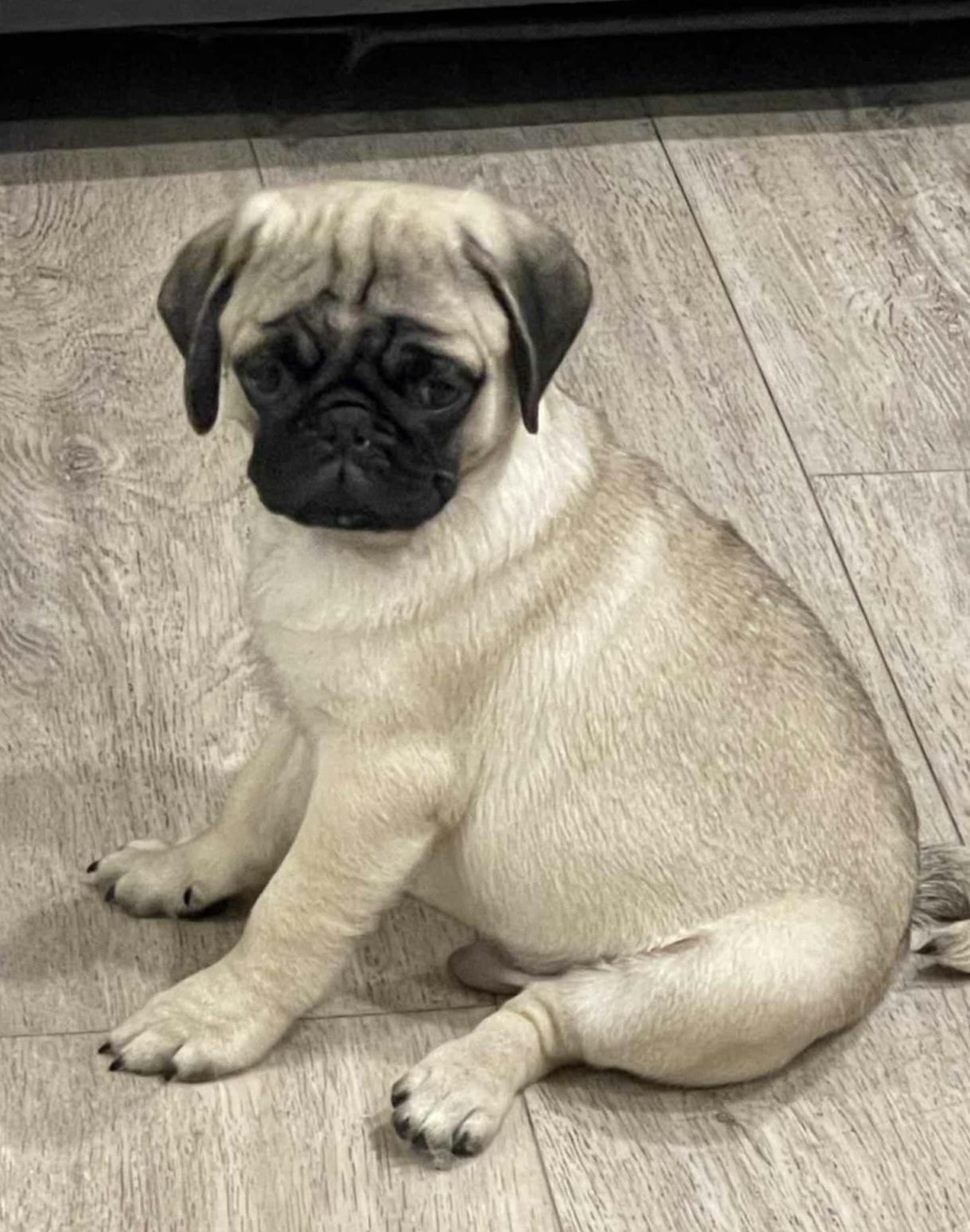 Enlarge Oscar, a Adopted Pug in Philadelphia, PA image 1/1